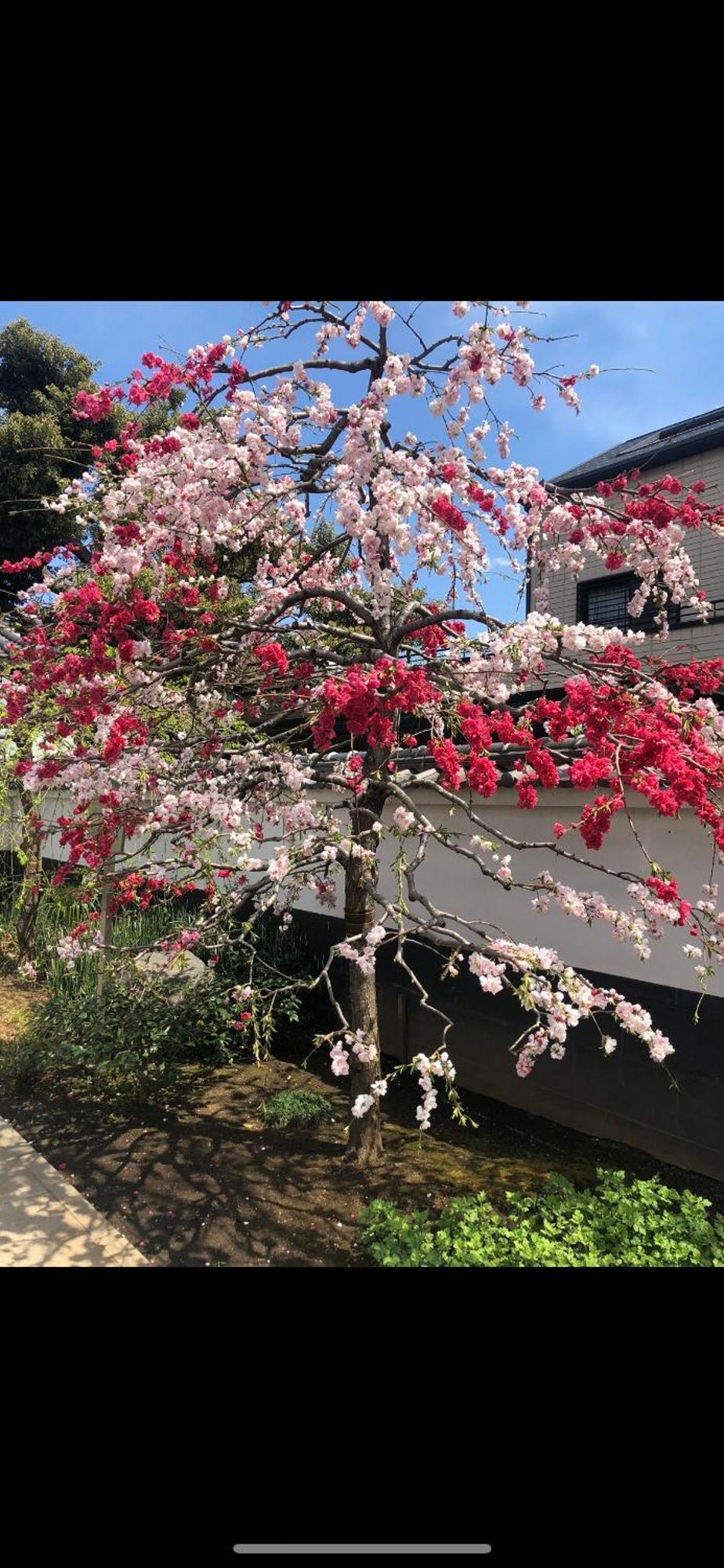 新宿安靜の家-A Quiet Home In Shinjuku - A 26 Square Meter Double Bed Room That Feels Like Home 東京都 エクステリア 写真